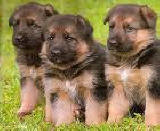 AKC Registered German Shepherd female puppies