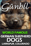 Gunbil German Shepherd Dogs